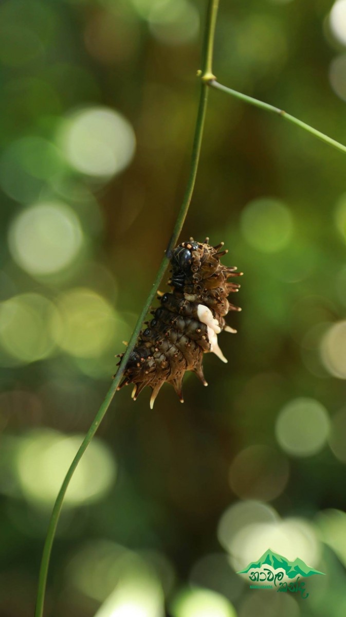 Troides darsius Gray, 1852